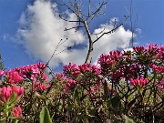 41 Daphne cneorum (Cneoro-dafne odorosa)